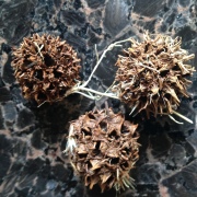 What are sweetgum tree balls?